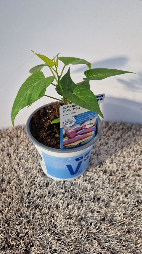 Ipomoea batatas 'Erato Violet'