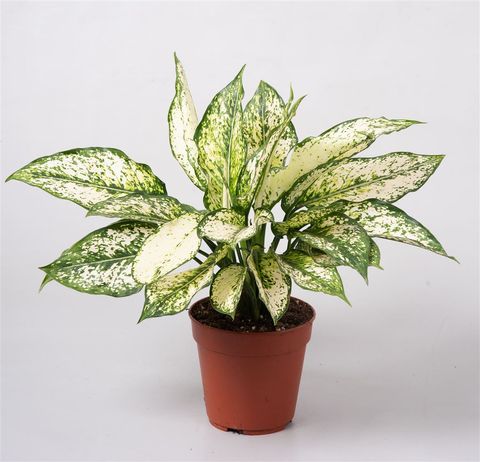 Aglaonema costatum 'First Diamond'