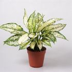 Aglaonema costatum 'First Diamond'