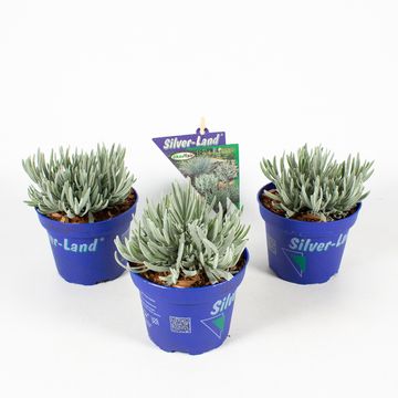 Lavandula 'Silver Frost'