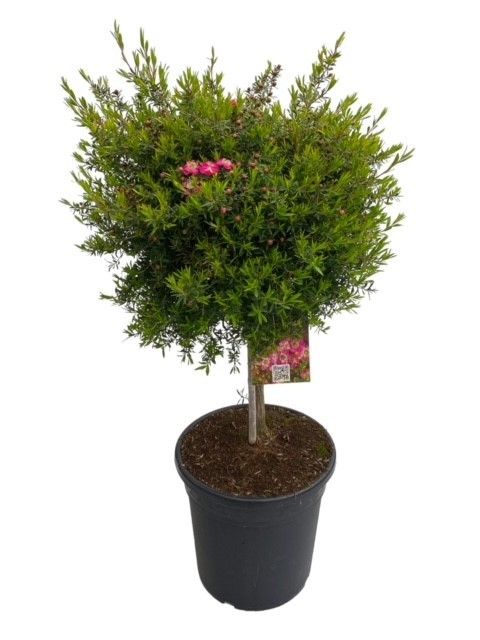 Leptospermum scoparium