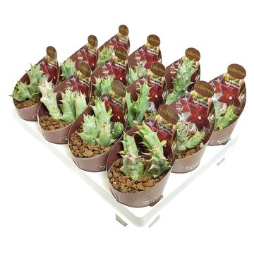 Caralluma hesperidum