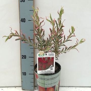 Leucadendron 'Jolly Joker'