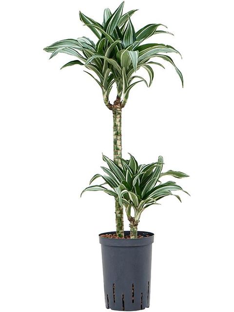 Dracaena fragrans 'Jade Jewel'