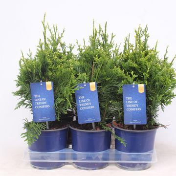 Thuja plicata 'Can-Can'