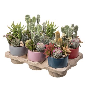 Arranjo Cactus / Succulent