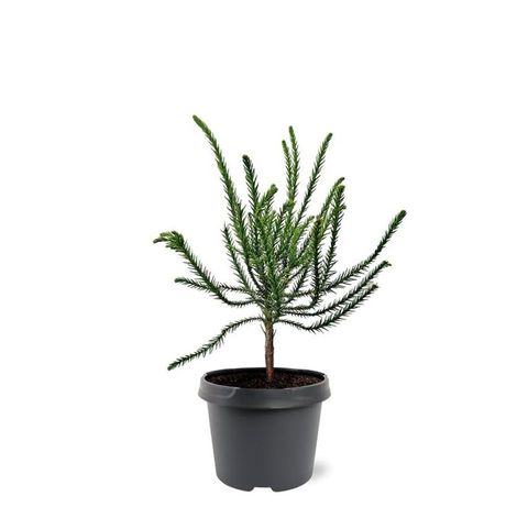 Cryptomeria japonica 'Dacrydioides'