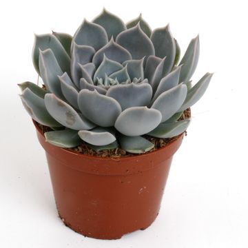 Echeveria rosea