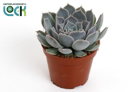 Echeveria rosea