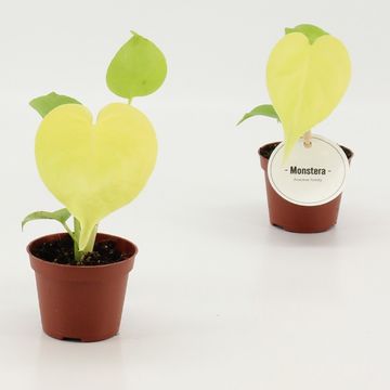 Monstera 'Lemon Lime'