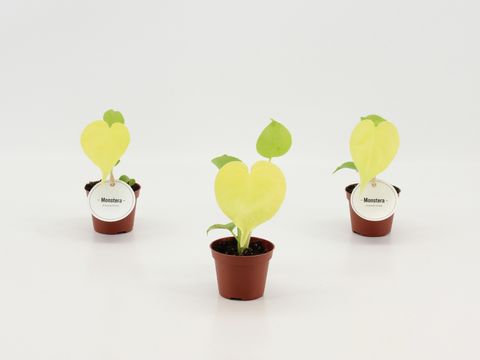Монстера 'Lemon Lime'