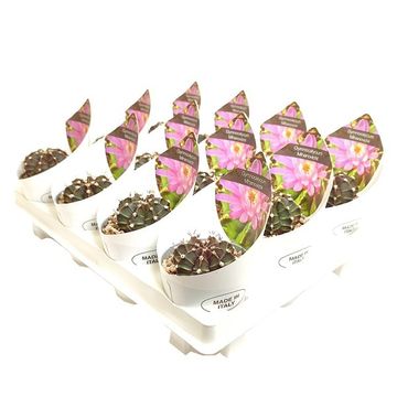 Gymnocalycium mihanovichii