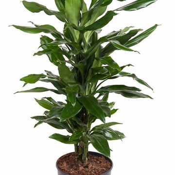 Dracaena fragrans 'Джанет Линд'