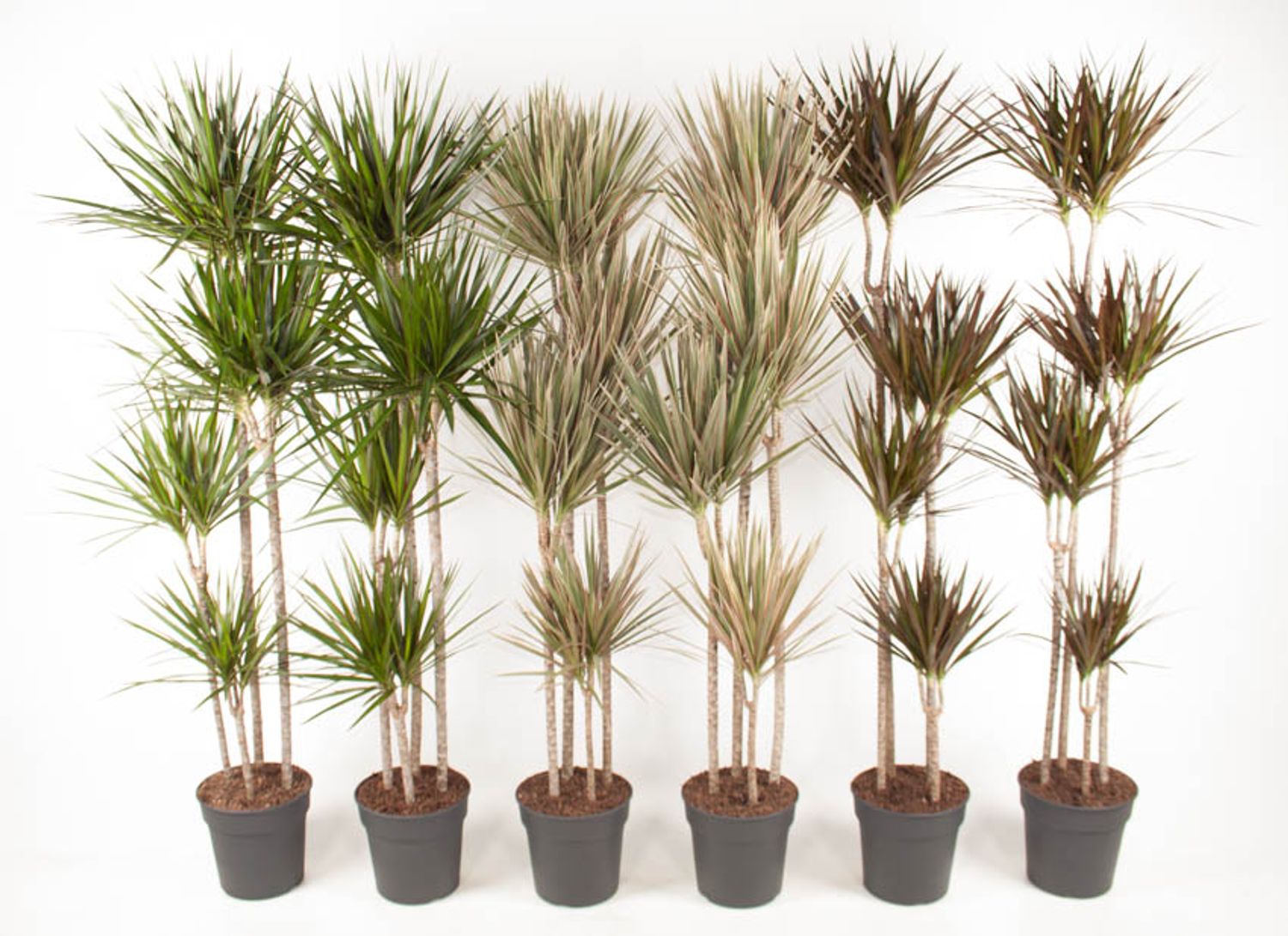 Dracaena MIX — Plant Wholesale FlorAccess