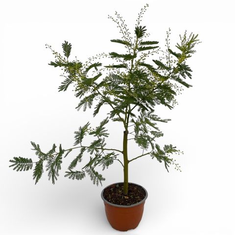 Acacia dealbata