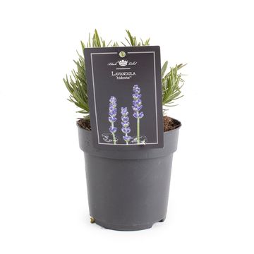 Lavandula angustifolia 'Hidcote'
