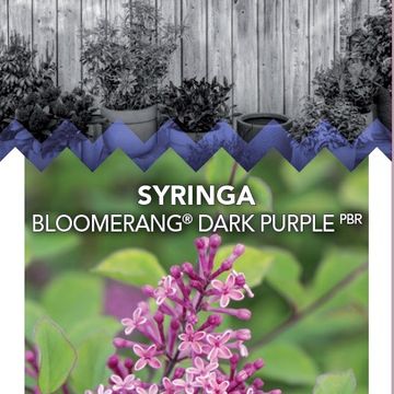 Syringa BLOOMERANG DARK PURPLE