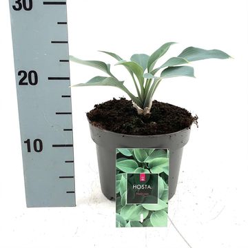 Hosta 'Halcyon'