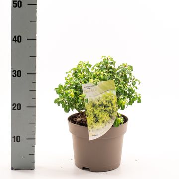 Pittosporum tenuifolium 'Gold Star'