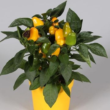 Capsicum annuum SAMBA MIX