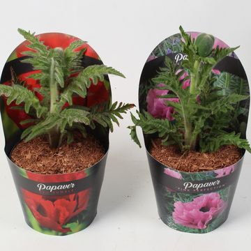 Papaver MIX
