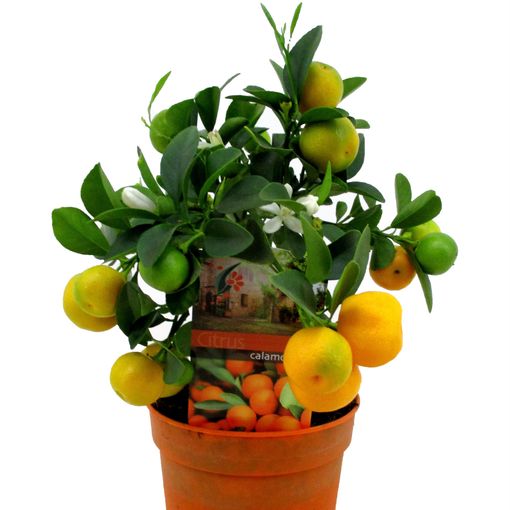 Citrus x microcarpa (Luiten kwekerij)
