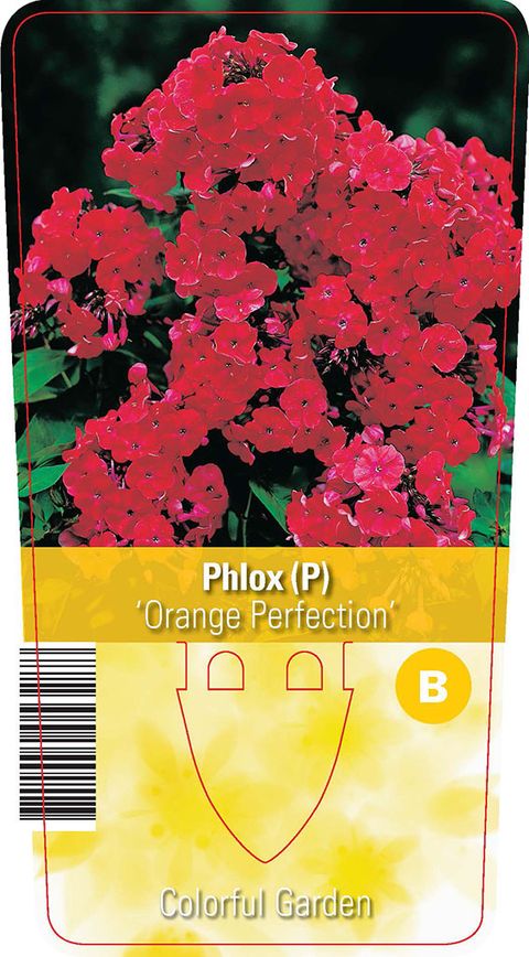 Phlox 'Orange Perfection'