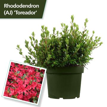 Rhododendron 'Toreador' (AJ)