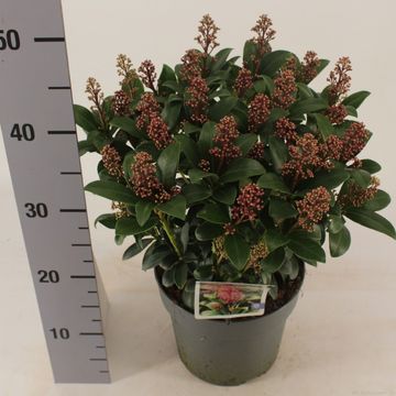 Skimmia japonica 'Celebrations'