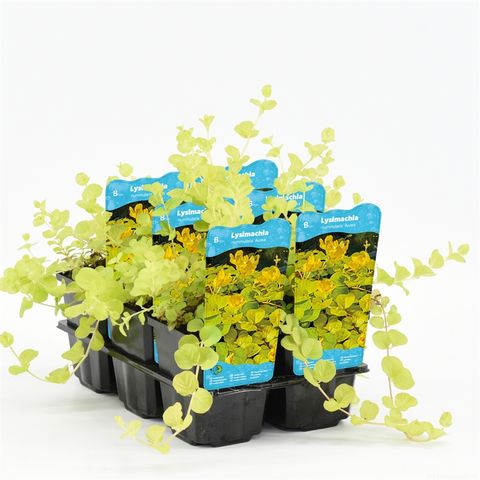 Lysimachia nummularia 'Aurea'