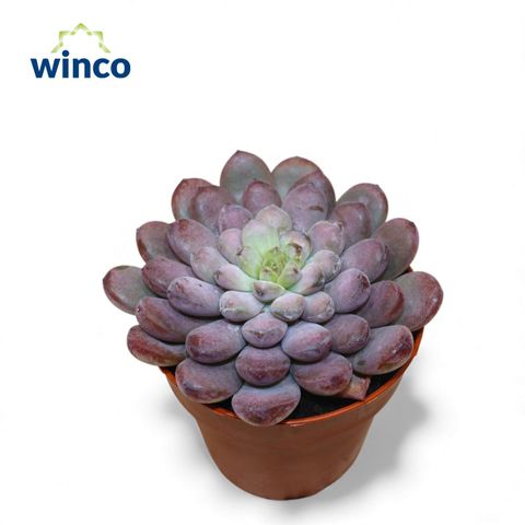 x Graptoveria 'Black Raccoon'