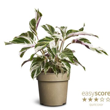 Calathea 'White Miracle'