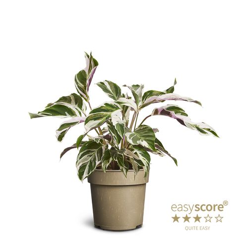 Calathea 'White Miracle'