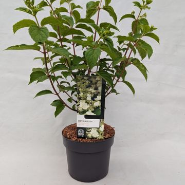 Hydrangea paniculata 'White Lady'