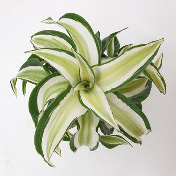 Dracaena fragrans 'Malaika Curly'