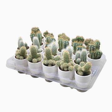 Cactus MIX