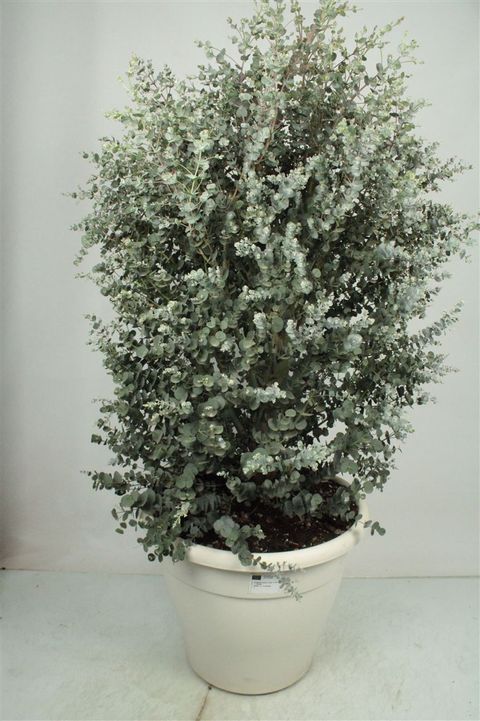 Eucalyptus gunnii AZURA