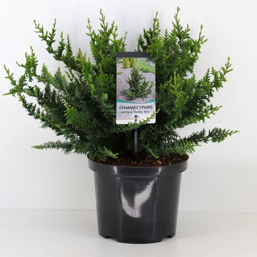 Chamaecyparis pisifera 'Teddy Bear' — Plant Wholesale FlorAccess