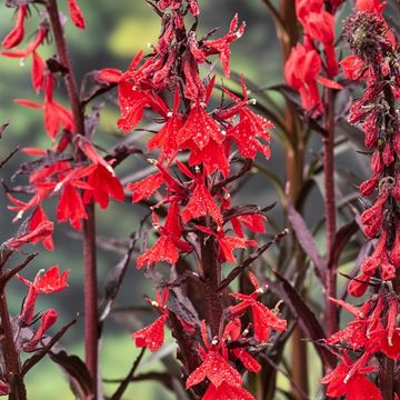Lobelia cardinalis