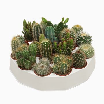 Cactos MIX