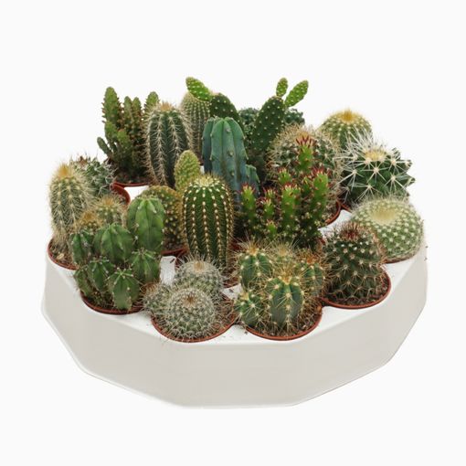 Cactus MIX