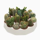 Cactus MIX