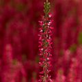 Calluna vulgaris GARDEN GIRLS PATRICIA