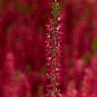 Calluna vulgaris GARDEN GIRLS PATRICIA