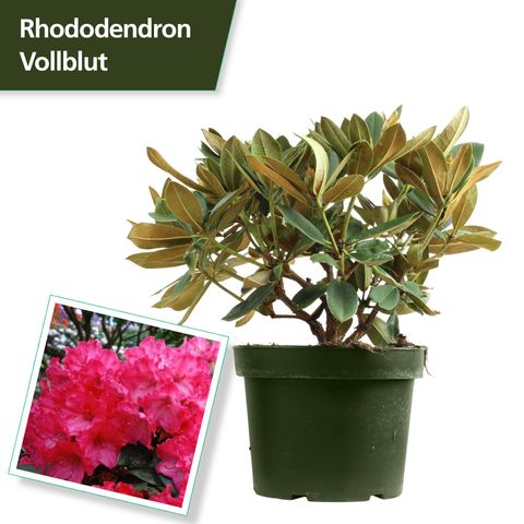 Rhododendron 'Vollblut'