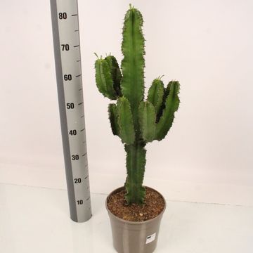 Euphorbia ingens