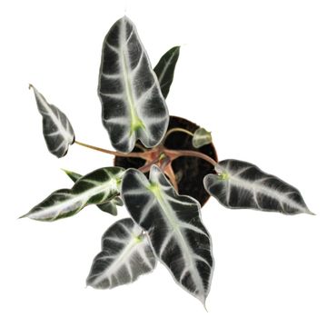 Alocasie BAMBINO ARROW