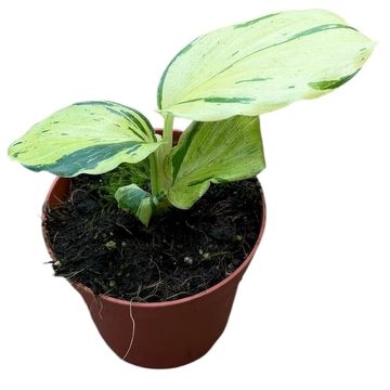 Kaempferia pulchra 'Variegata'