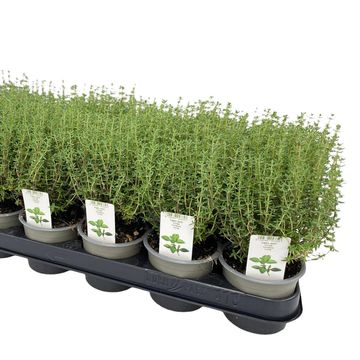 Thymus vulgaris 'Faustini'