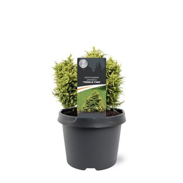 Cryptomeria japonica 'Twinkle Toes'